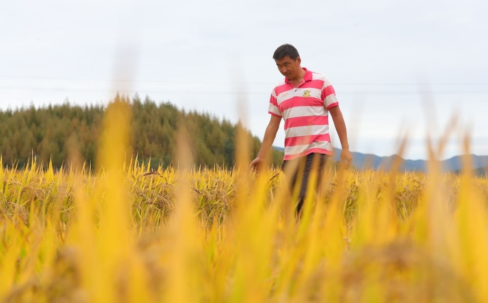 在遼寧省撫順市新賓滿族自治縣新賓鎮(zhèn)的水稻田里，農(nóng)民丁輝查看水稻成熟情況（2023年9月25日攝）。新華社記者 楊青 攝