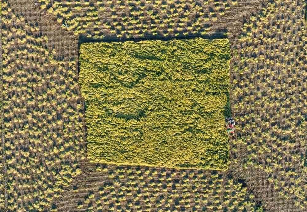 在吉林省舒蘭市平安鎮(zhèn)金星村，農(nóng)民駕駛農(nóng)機(jī)收割水稻（2023年9月21日攝，無(wú)人機(jī)照片）。新華社記者 張楠 攝