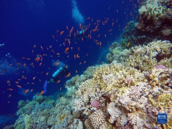  10月2日，人們在埃及西奈半島達(dá)哈布藍(lán)洞內(nèi)的珊瑚旁深潛。新華社記者 隋先凱 攝