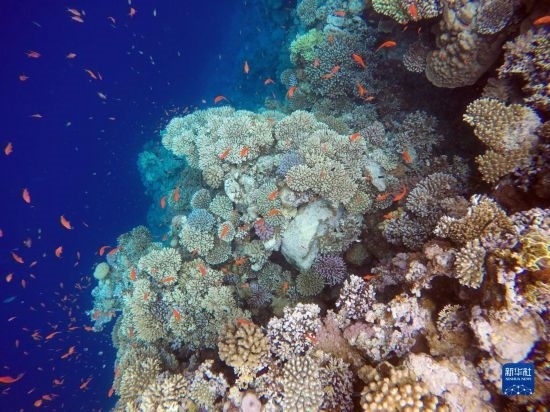  這是10月2日在埃及西奈半島達(dá)哈布藍(lán)洞內(nèi)拍攝的珊瑚和魚類。新華社記者 隋先凱 攝