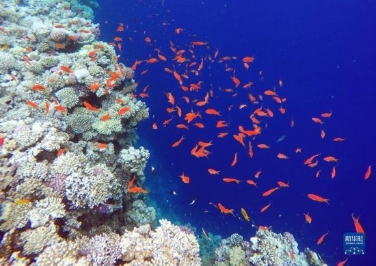  這是10月2日在埃及西奈半島達(dá)哈布藍(lán)洞內(nèi)拍攝的珊瑚和魚類。新華社記者 隋先凱 攝