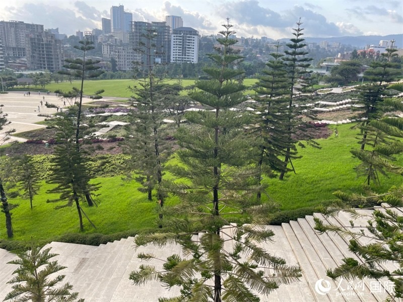 亞的斯亞貝巴友誼廣場(chǎng)的南洋杉。人民網(wǎng)記者 趙艷紅攝