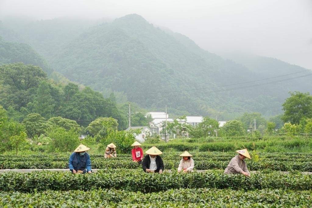 2022年5月11日，村民在大灣村生態(tài)茶園內(nèi)采摘茶葉。新華社記者杜宇攝