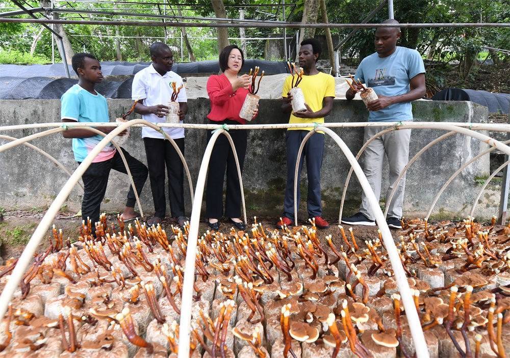 2021年8月12日，福建農(nóng)林大學(xué)國(guó)家菌草工程技術(shù)研究中心副主任林冬梅（中）為非洲留學(xué)生講解菌草鹿角靈芝的栽培情況。新華社記者 林善傳 攝