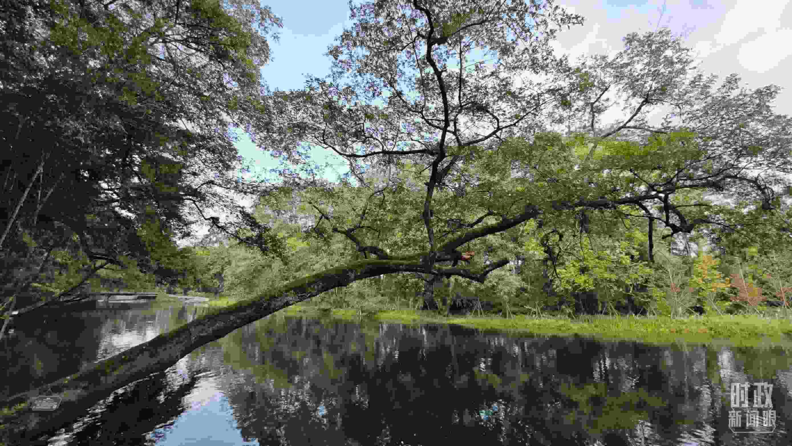 △饒河源國家濕地公園。（總臺央視記者郁振一拍攝）