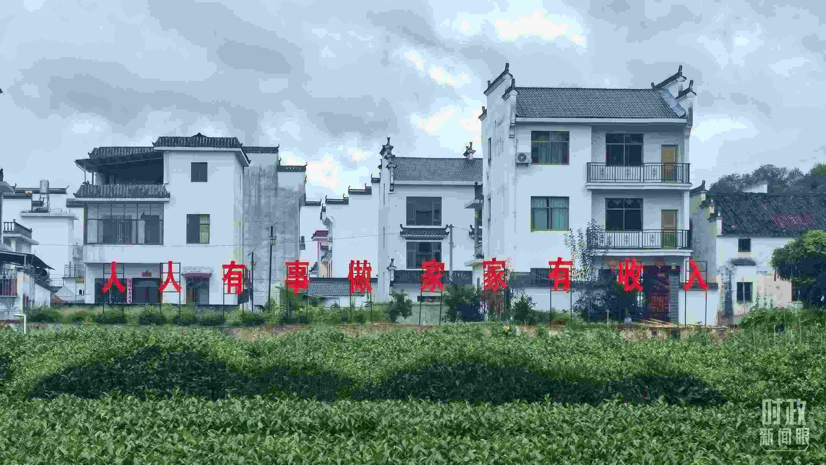 △石門村村民種植的茶葉。（總臺央視記者賈林拍攝）