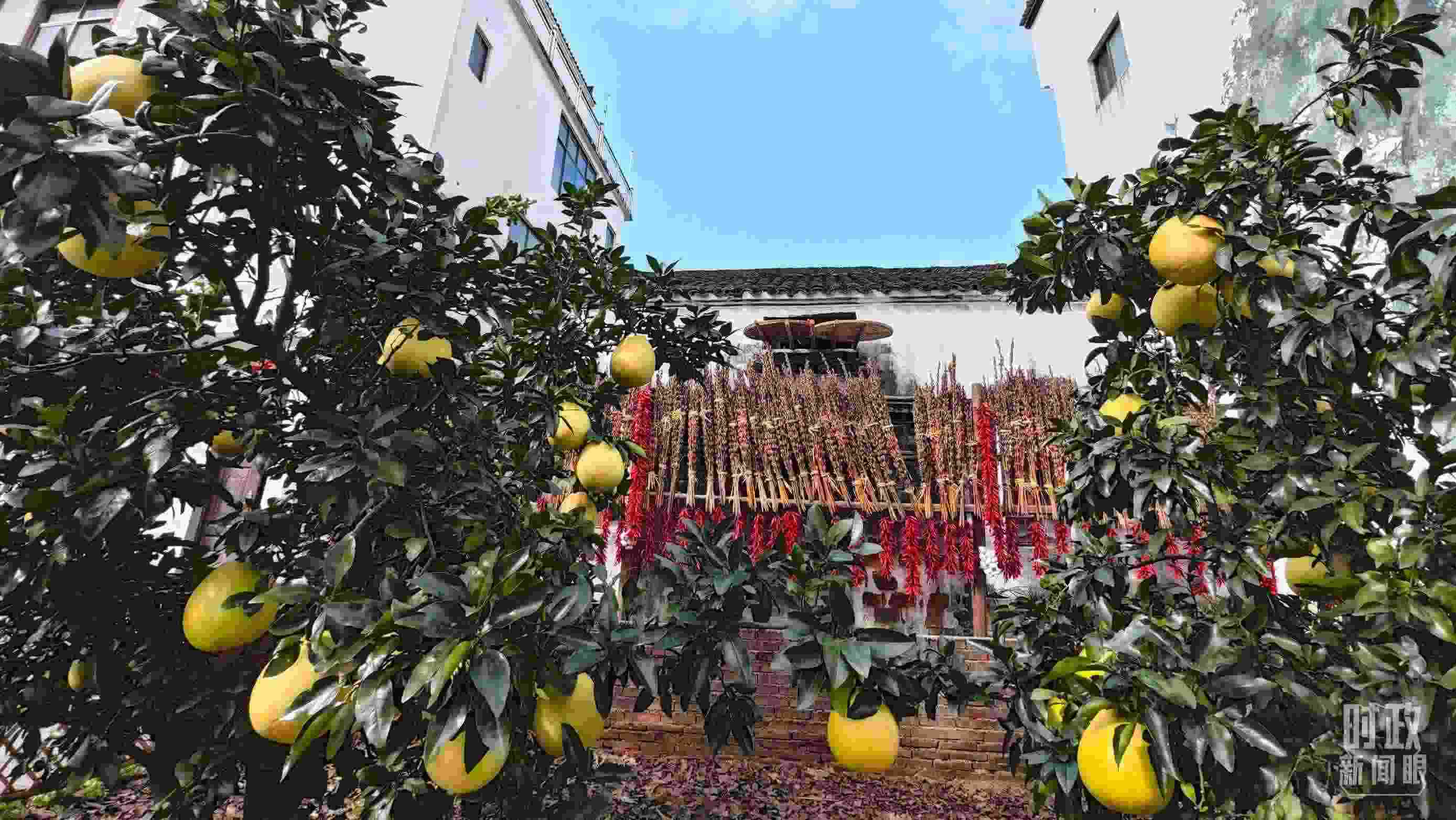 △石門村農(nóng)家小院里碩果累累。（總臺央視記者許永松拍攝）