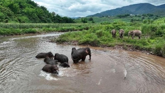野生亞洲象組團(tuán)泡澡降溫解暑。何有剛攝