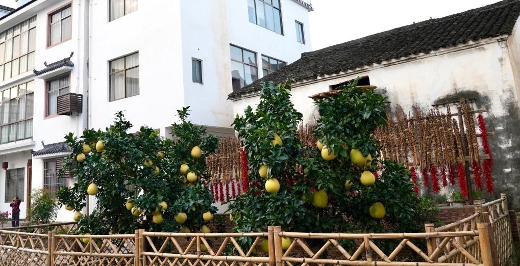 近日在江西省上饒市婺源縣秋口鎮(zhèn)王村石門自然村拍攝的馬家柚。新華社記者 胡晨歡 攝