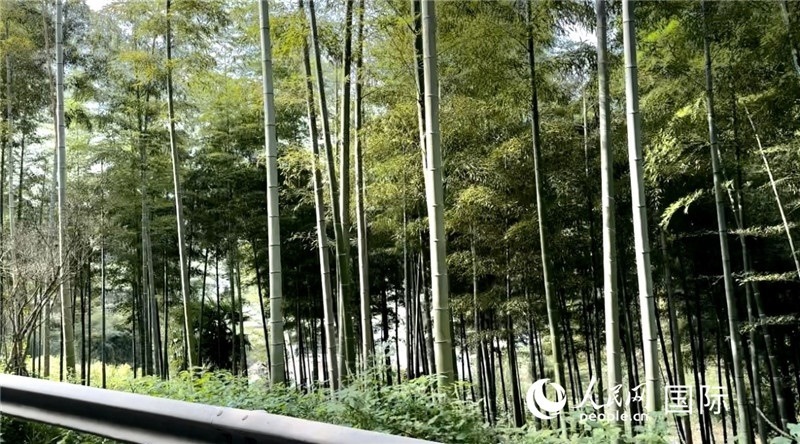 沿途中的竹林。人民網(wǎng)記者 周雨攝