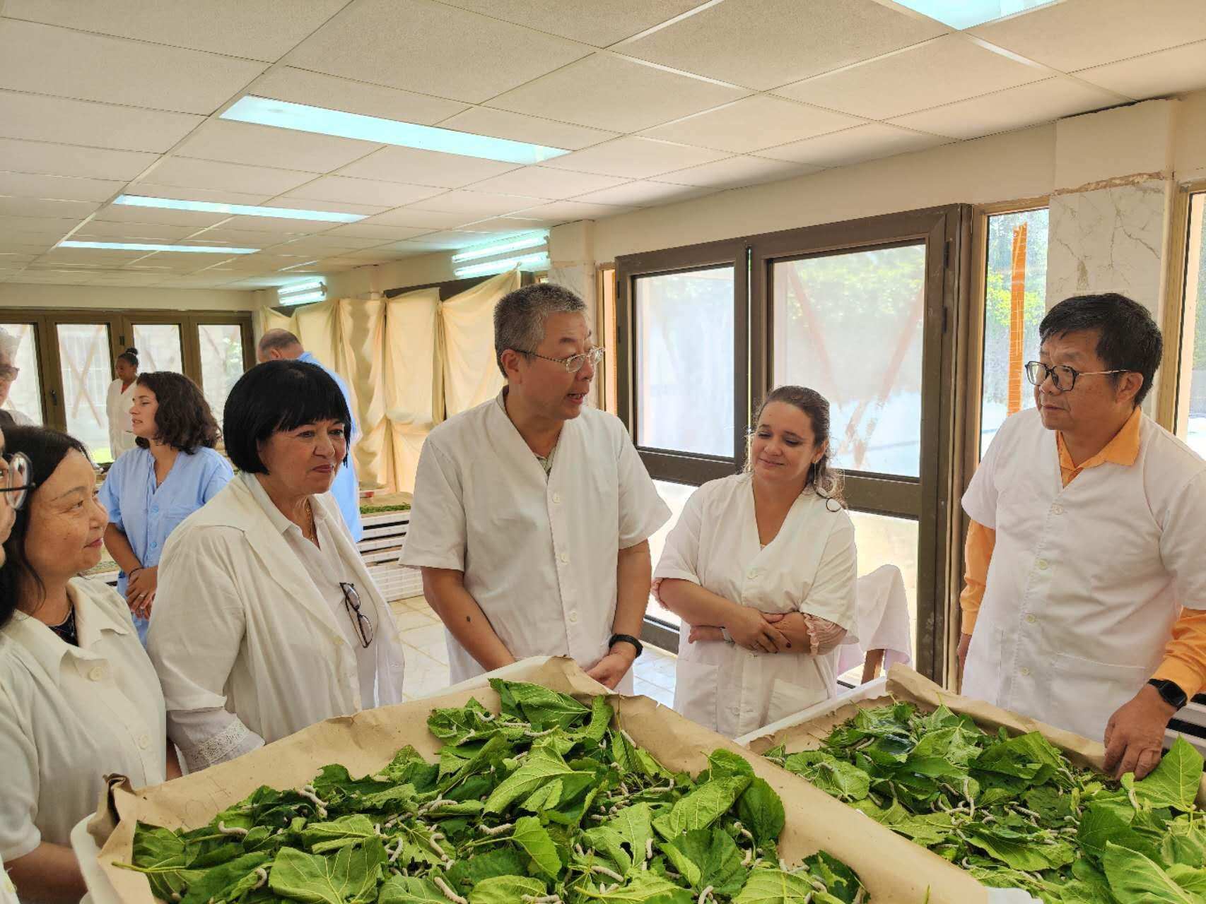 2023年5月23日，中國駐古巴大使馬輝考察古中蠶桑科技合作中心。來源：中國駐古巴大使館官網(wǎng)