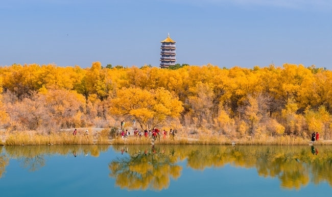 胡楊林金碧耀眼。蘭州局集團(tuán)公司融媒體中心供圖