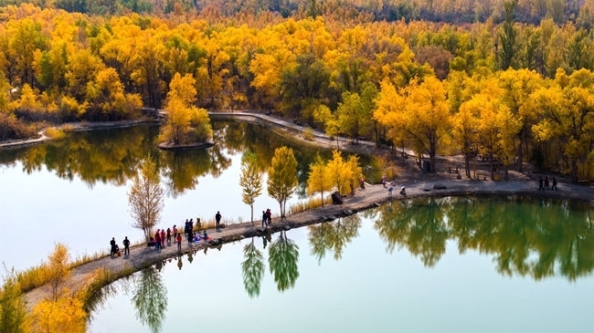 胡楊林金碧耀眼。蘭州局集團(tuán)公司融媒體中心供圖