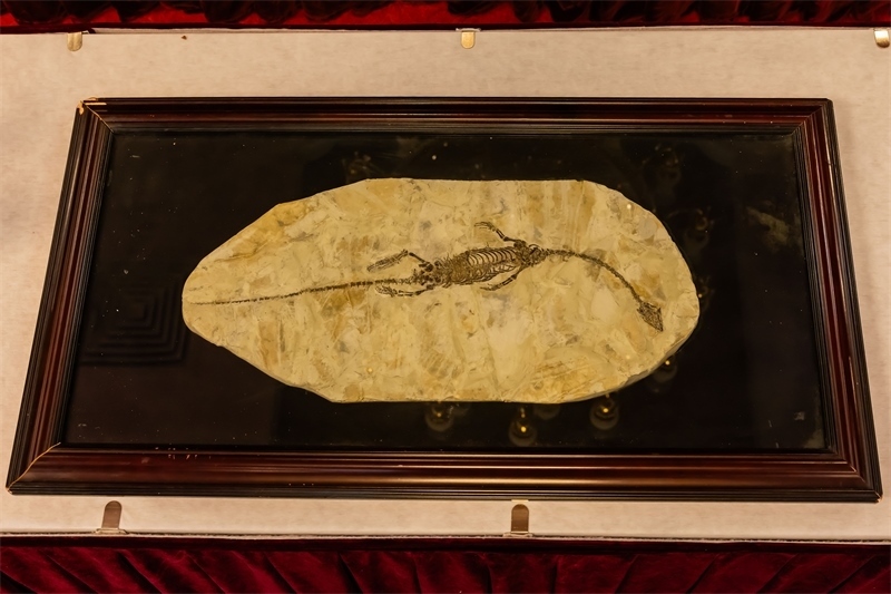 潛龍化石。國家文物局供圖