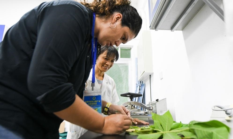 9月17日，來(lái)自哥倫比亞的研修班學(xué)員埃文·奧拉亞（左）在中國(guó)專家的指導(dǎo)下學(xué)習(xí)實(shí)操木薯組培快速繁育技術(shù)。