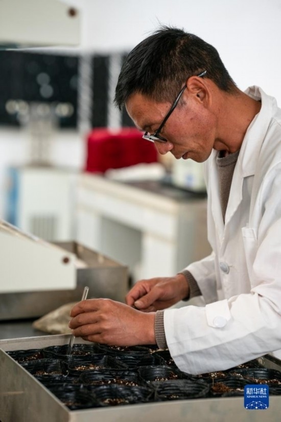 技術(shù)員田連通在實(shí)驗(yàn)室播種太空種子（4月3日攝）。