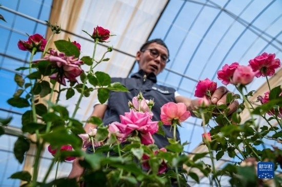 在云南省安寧市現(xiàn)代農(nóng)業(yè)園區(qū)玫瑰種植示范園，技術(shù)員田連通觀察玫瑰花（10月20日攝）。