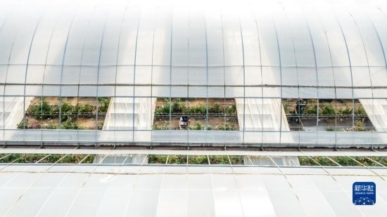 云南省安寧市現(xiàn)代農(nóng)業(yè)園區(qū)玫瑰種植示范園一景（無(wú)人機(jī)照片，10月20日攝）。