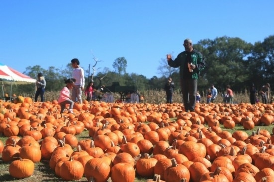  2020年10月31日，在美國新奧爾良市，人們在南瓜農(nóng)場里玩耍。新華社發(fā)（魏蘭攝）