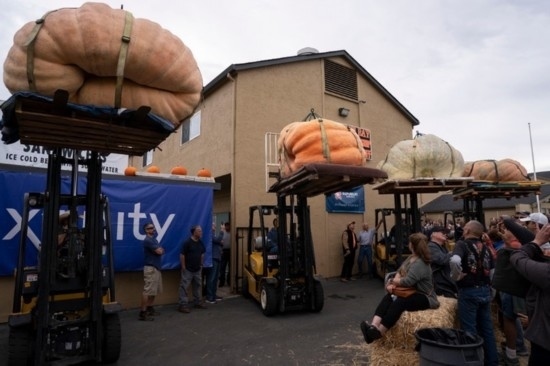  10月9日，在美國加利福尼亞州圣馬特奧縣半月灣舉行的南瓜稱重大賽現(xiàn)場，人們圍觀參賽的南瓜。新華社發(fā)（李建國攝）