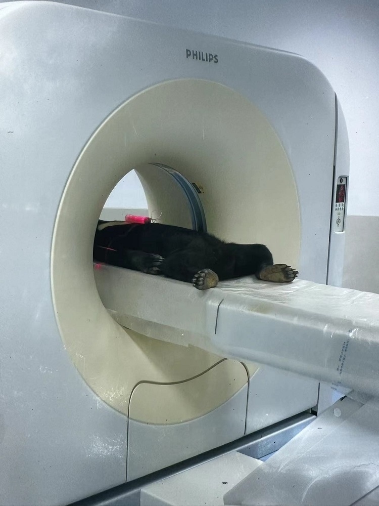 長隆野生動(dòng)物世界的動(dòng)物醫(yī)院內(nèi)，馬來熊在做核磁共振檢查。人民網(wǎng)記者 李舫攝