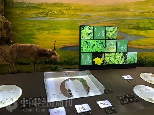  （中醫(yī)藥博物館展出的各類中藥材令人應接不暇。中國經濟周刊記者 郭志強 攝）