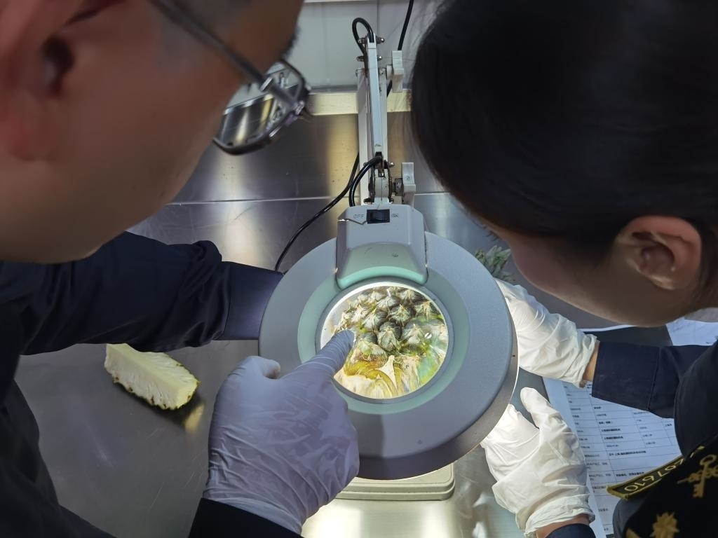 11月3日，上海海關(guān)關(guān)員對(duì)首批入境中國(guó)、參展第六屆進(jìn)博會(huì)的貝寧菠蘿進(jìn)行檢驗(yàn)檢疫。新華社記者 吳宇 攝