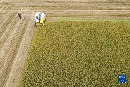 11月4日，在南通市通州區(qū)十總鎮(zhèn)育民村農(nóng)場，一臺設(shè)置好參數(shù)的無人收割機在工作中（無人機照片）。
