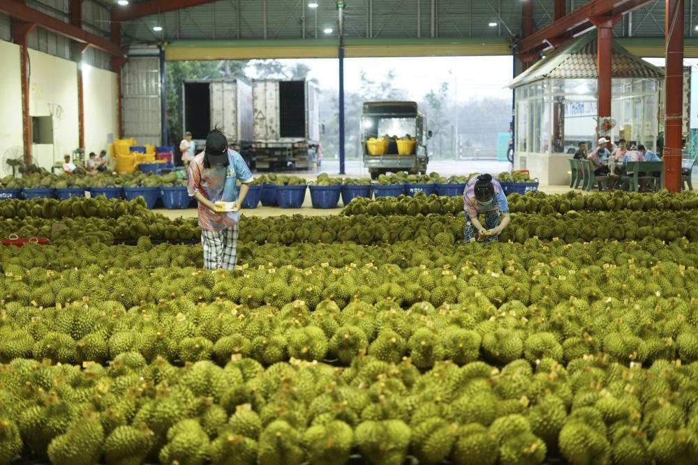 2023年9月15日，在越南多樂省一家榴蓮加工廠，工人在給即將出口到中國的榴蓮包裝貼牌。隨著《區(qū)域全面經(jīng)濟伙伴關系協(xié)定》紅利釋放，中國—東盟貿易規(guī)模進一步擴大。越來越多東盟國家的優(yōu)質水果便捷地進入中國市場，走上消費者的餐桌。