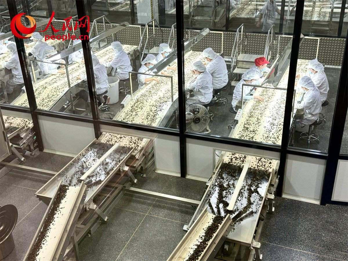工人在對茶葉進行目視揀剔。人民網(wǎng)記者 劉微攝