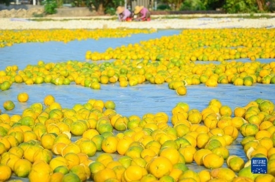 11月25日在廣東省江門市新會(huì)區(qū)拍攝的在空地上晾曬的新會(huì)柑皮。