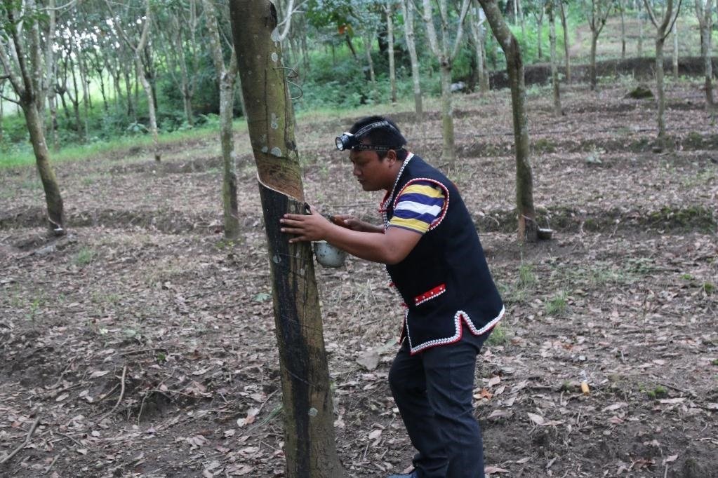 2017年10月，云南省永德縣團(tuán)樹村佤族膠農(nóng)蔣文富在割膠