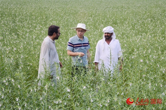中巴經(jīng)濟走廊農(nóng)業(yè)合作中心負(fù)責(zé)人席建龍（中）與巴基斯坦當(dāng)?shù)剞r(nóng)戶在芝麻種植園交流作物生長情況。人民網(wǎng)記者薩義德·邁赫迪攝