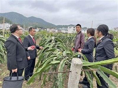  圖④：岑溪法院糯垌法庭法官深入轄區(qū)火龍果基地調(diào)研。