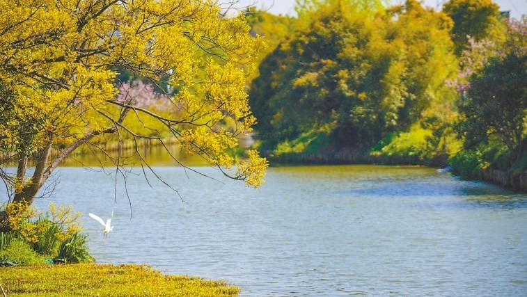  碧波蕩漾 浙江嘉興市海鹽縣望海街道永福社區(qū)荷花池，一汪碧水波光粼粼，風(fēng)光旖旎。當(dāng)?shù)厥冀K堅(jiān)持綠色發(fā)展，促進(jìn)人與自然和諧共生。 肖弗勒模具（嘉興）有限公司德國(guó)籍經(jīng)理 湯姆·魯特納攝 “當(dāng)?shù)卮迕窀嬖V我，如今環(huán)境變好了，茶余飯后，大家都會(huì)到河邊散散步，欣賞美景，和鄰居聊聊天。我想，好生態(tài)是大自然的饋贈(zèng)，更是長(zhǎng)三角地區(qū)大力治理生態(tài)環(huán)境的結(jié)果。希望美麗中國(guó)的綠色發(fā)展之路越走越好。”