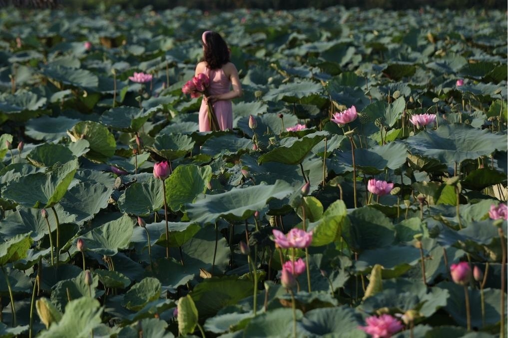 這是2020年7月15日，一名女子在越南首都河內(nèi)西湖畔的荷花叢中留影。