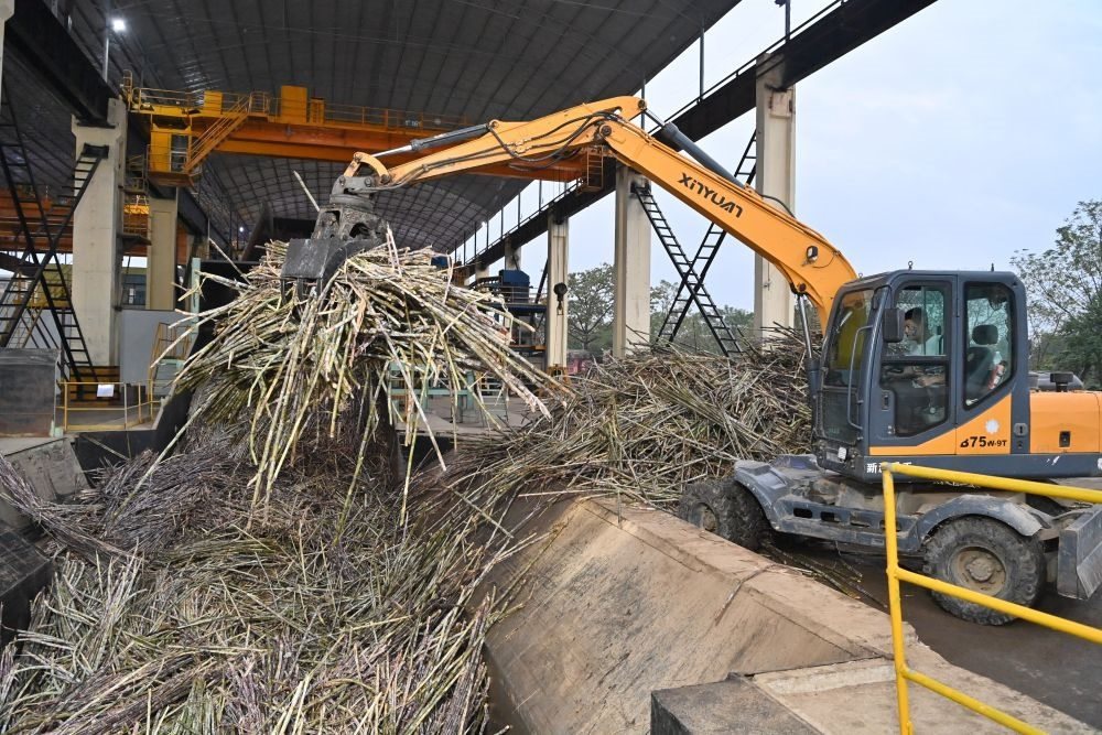 12月14日，在廣西來賓東糖鳳凰有限公司，員工操作機械將甘蔗投入傳送帶，準備送往壓榨車間。