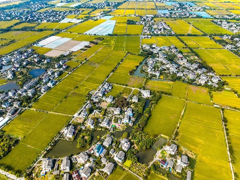 2023年10月22日，浙江海寧市黃灣鎮(zhèn)，金秋時(shí)節(jié)，金黃色的稻田與美麗鄉(xiāng)村構(gòu)成一幅寧?kù)o祥和的畫(huà)卷。