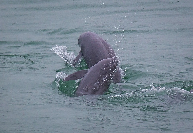 2021年5月10日，在湖北省宜昌市江邊，長(zhǎng)江江豚在水中嬉戲。