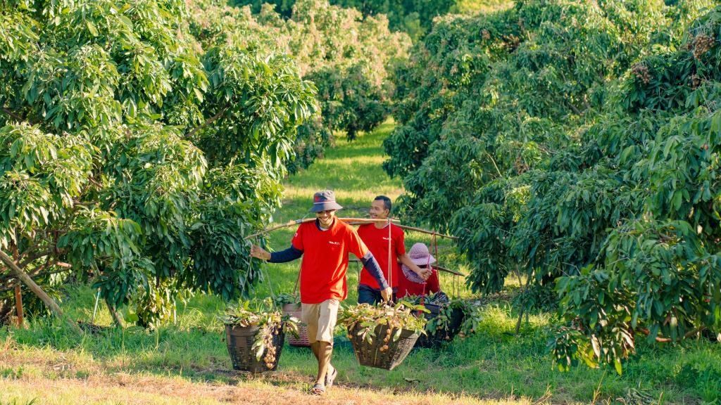 2023年10月，泰國尖竹汶府的龍眼種植園內(nèi)，采果工人正在運輸新采摘的龍眼。（黎銀成攝 新華社發(fā)）