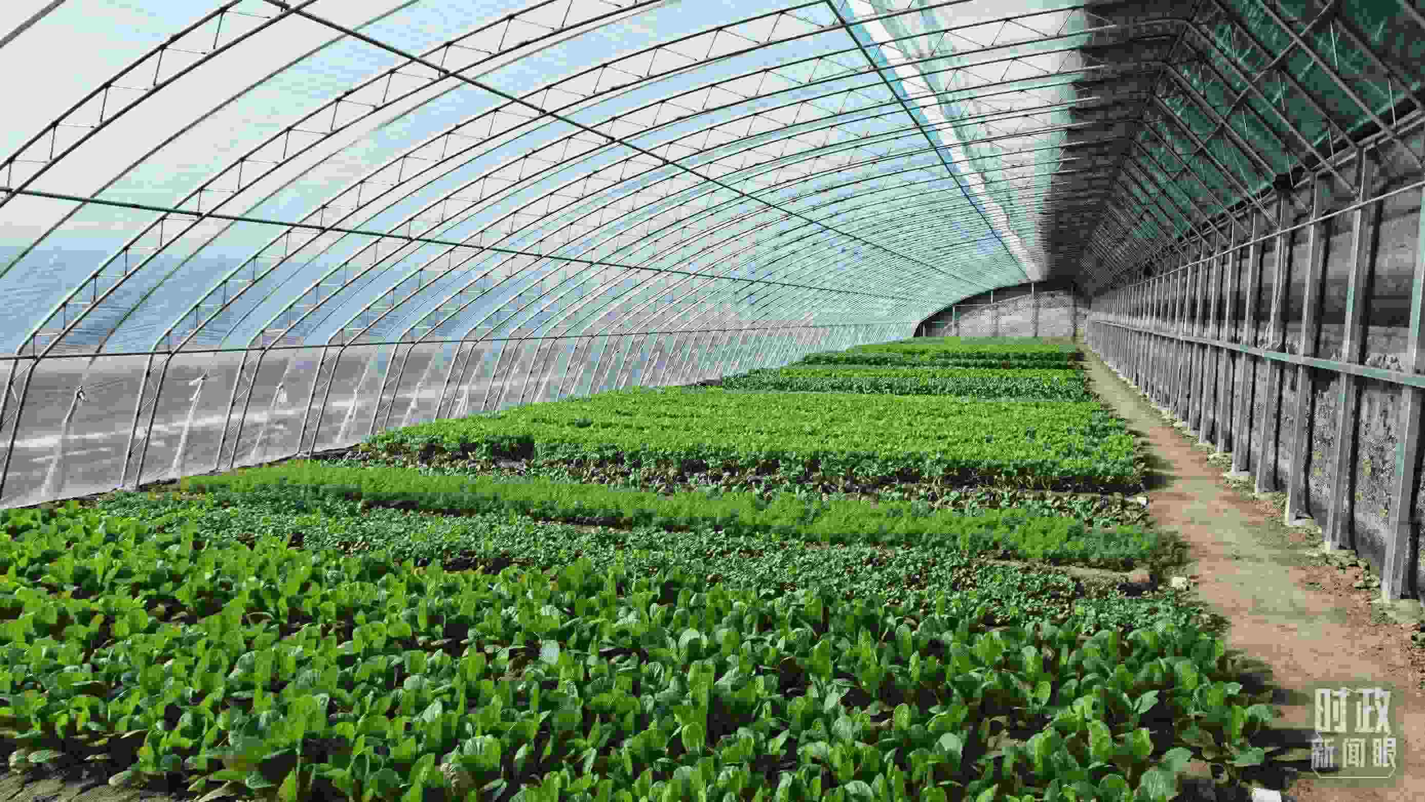 △第六埠村蔬菜大棚。（總臺(tái)央視記者郭鴻拍攝）