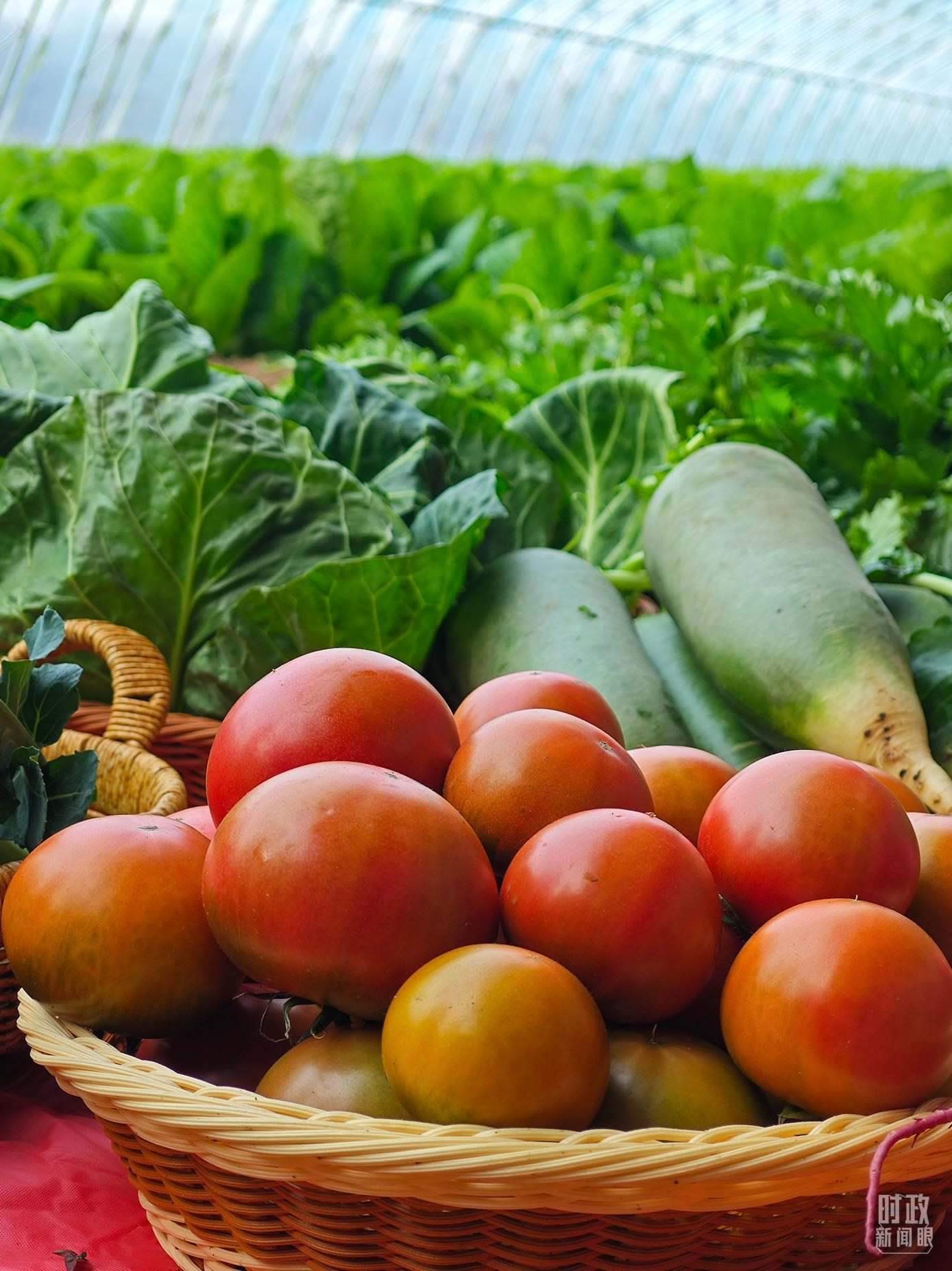 △第六埠村蔬菜大棚，蔬菜收獲頗豐。（總臺央視記者彭漢明拍攝）