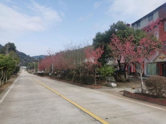 道路兩旁的山櫻花。將樂縣農(nóng)業(yè)農(nóng)村局供圖