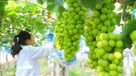 小屯村葡萄園里的陽光玫瑰葡萄。肖俊楠攝