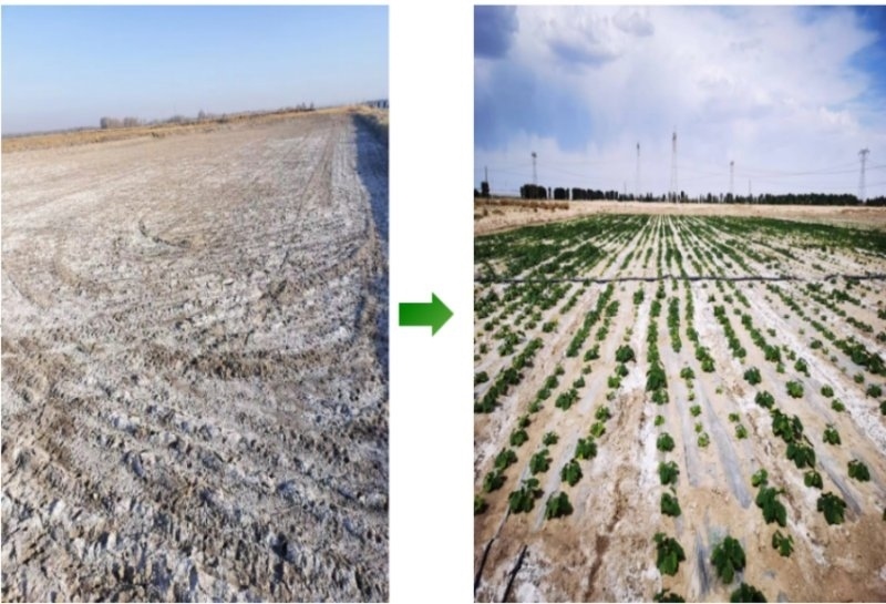 鹽堿地成良田。黃花農(nóng)場供圖