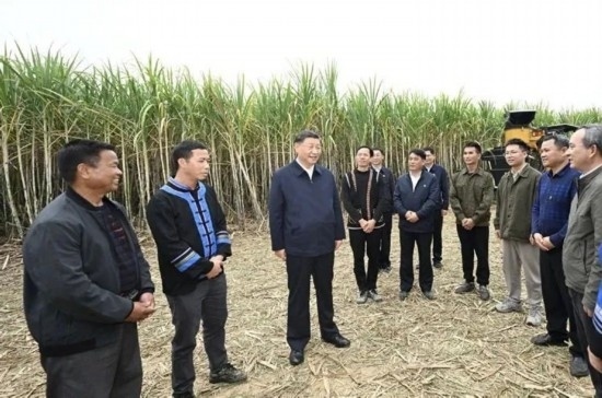 2023年12月14日，習(xí)近平總書記在廣西來賓市國家現(xiàn)代農(nóng)業(yè)產(chǎn)業(yè)園黃安優(yōu)質(zhì)“雙高”糖料蔗基地考察。
