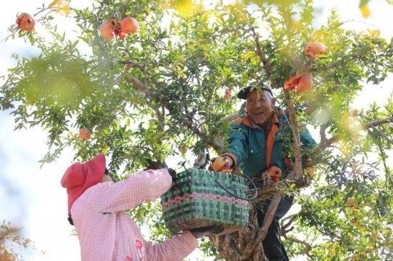紅彤彤的石榴掛滿枝頭，農(nóng)戶們穿梭在林中采摘，享受著豐收的喜悅。