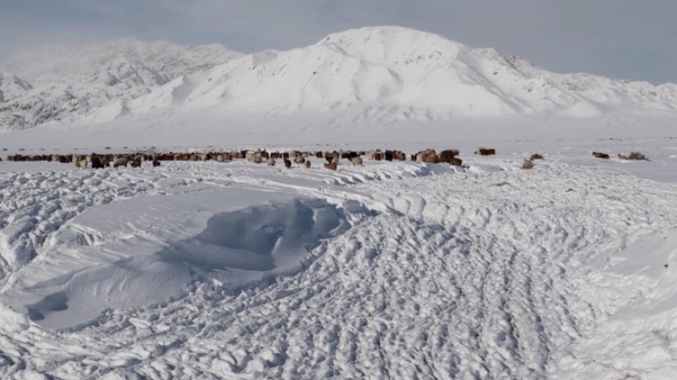 蒙古國(guó)近日發(fā)生雪災(zāi)。圖片來源：蒙政府網(wǎng)站