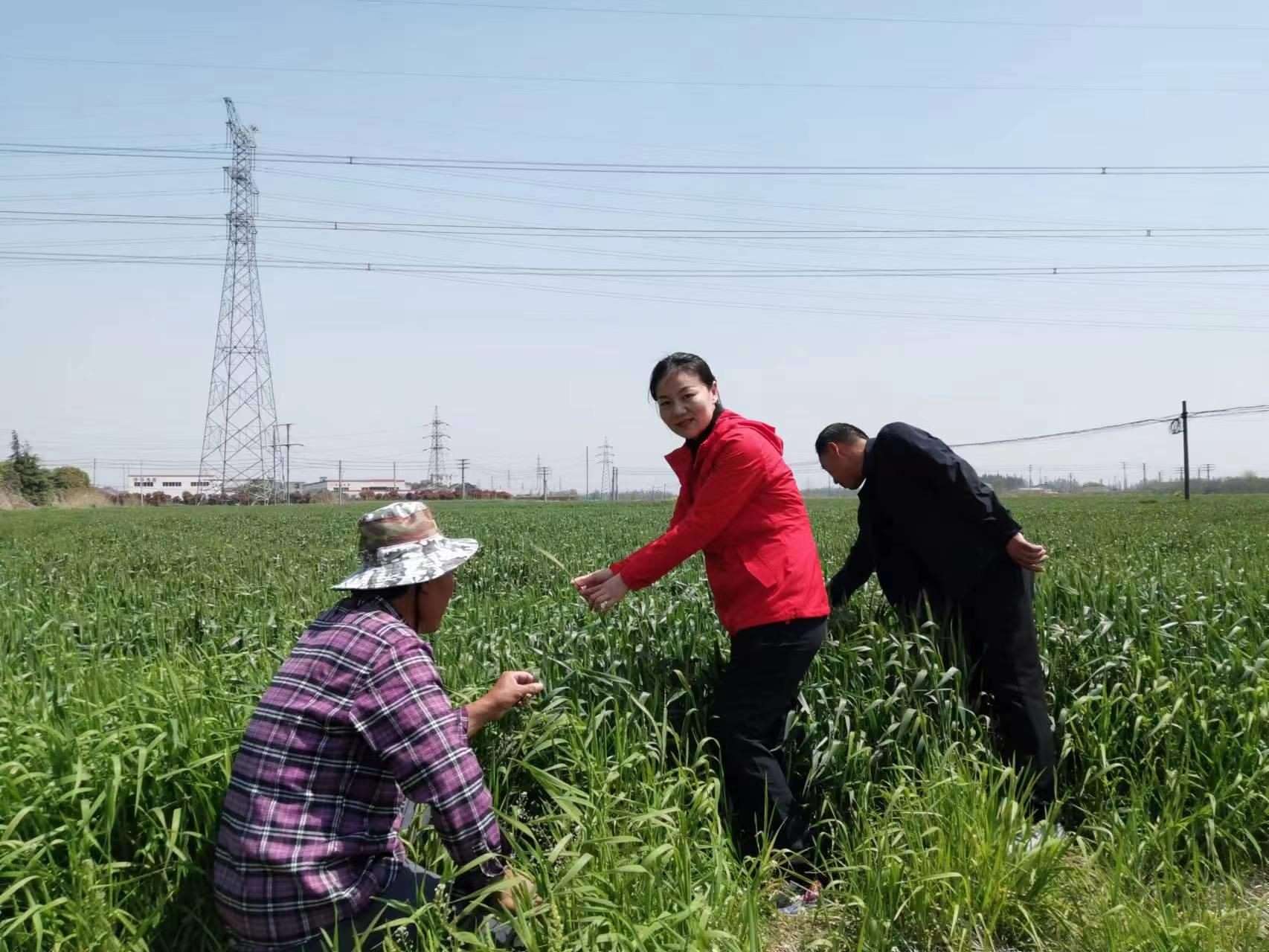 魏巧在田間察看農(nóng)作物長勢。