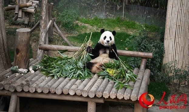 “福寶”享用新鮮的竹子。人民網(wǎng) 李帆攝